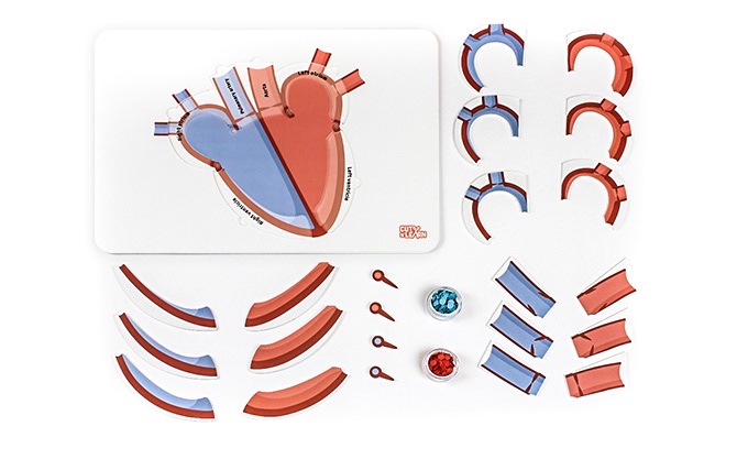 Жүрөктүн согушу