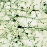 Нервная ткань