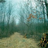 Разрежение молодого леса