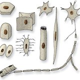 Формы клеток