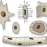 Cell nuclei of various shapes