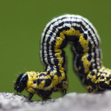 Медленно ползущая гусеница