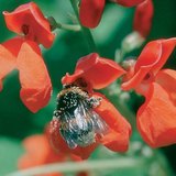 Насекомое в поиске пищи