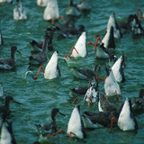 Улиты на кормёжке