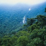 Тропический дождевой лес