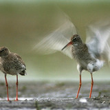 Redshanks