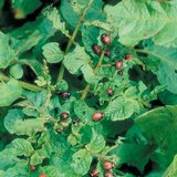 Вред колорадского жука