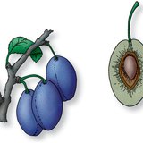 Продольный разрез плода (однокостянки) сливового дерева