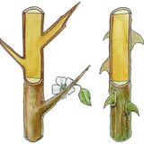 Thorn of blackthorn shrub, and prickles of rose