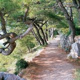 Средиземноморская растительность