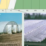 Способы выращивания овощей