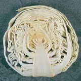 Продольное сечение кочана капусты