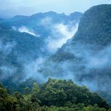 Дождевой лес в Центральной Америке