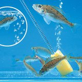 Воздушный компрессор (аэратор) для аквариума