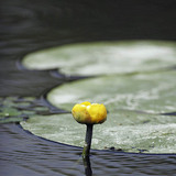 Water-lily