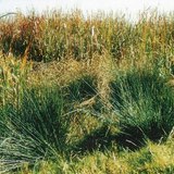 Заболоченный осоковый луг