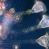 Сувойки (пресноводные одноклеточные)