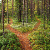 Forest track
