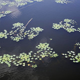 Рогульник плавающий