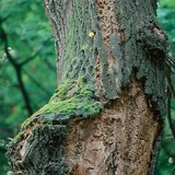 Трухлявое дерево