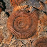 Ископаемые остатки организмов