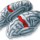 Место осознания импульса рецепторов кожи в коре головного мозга