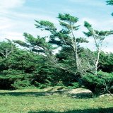 Эффект ветра, постоянно дующего в одном направлении