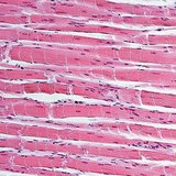 Muscle tissue