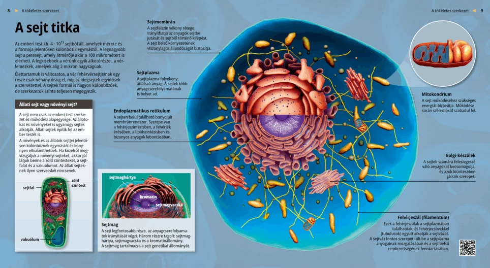 Тайна клетки