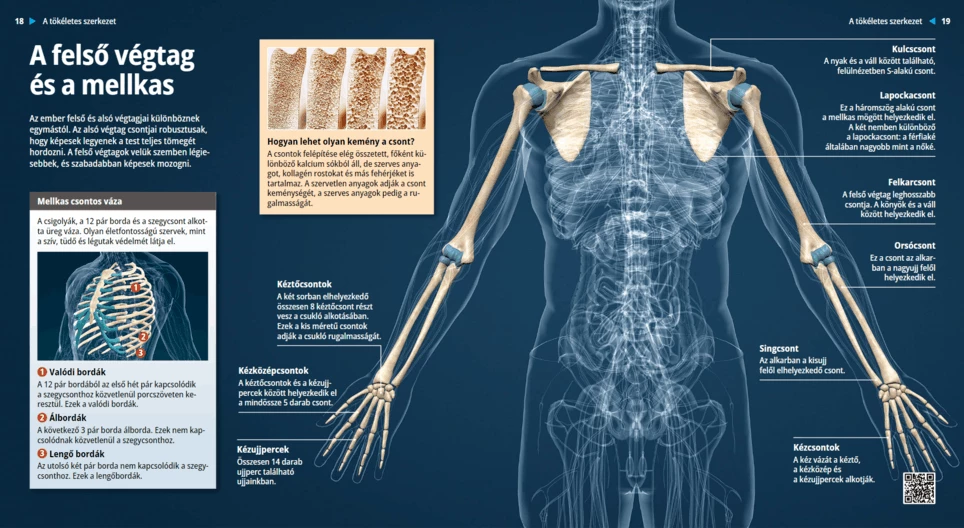 Верхняя конечность и грудная клетка