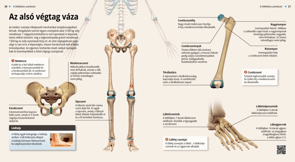 Скелет нижних конечностей