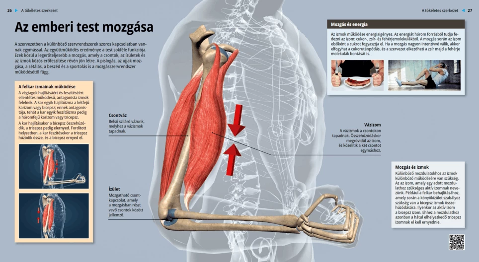 Движение тела человека