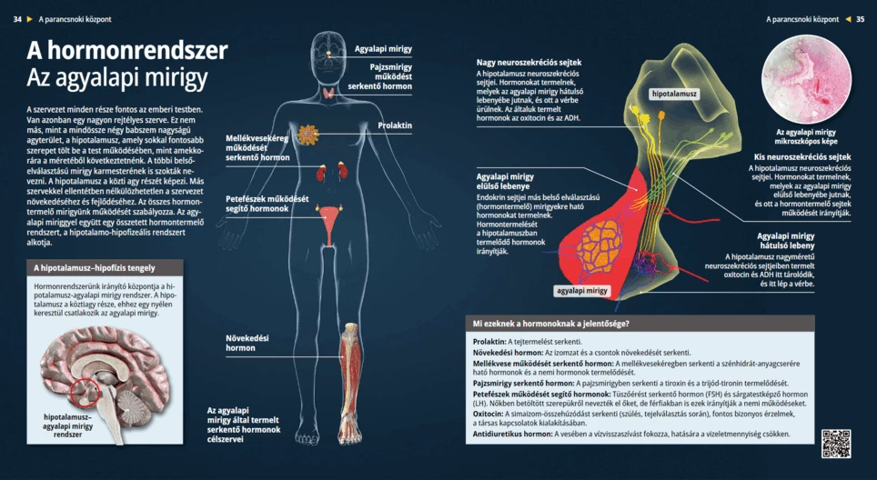 Эндокринная система – Гипофиз