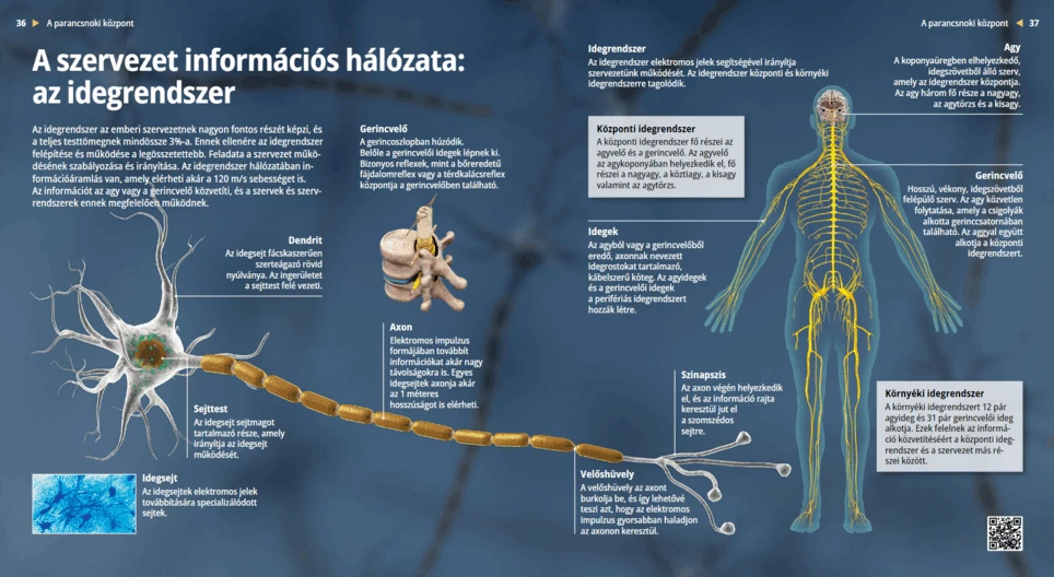 Нервная система