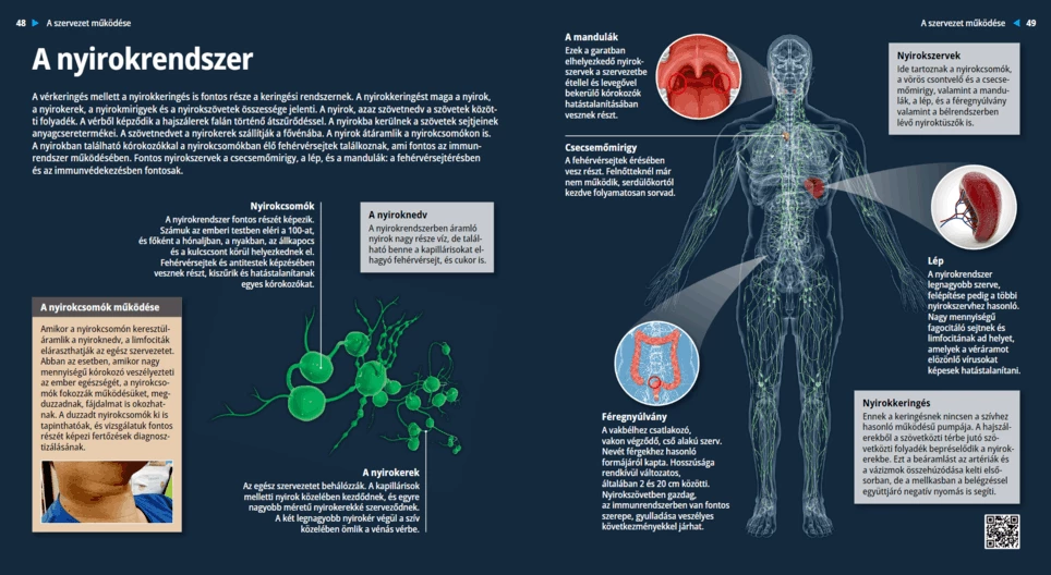 Лимфатическая система