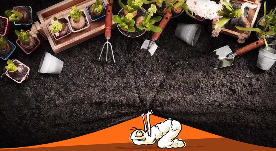 Что происходит в саду?