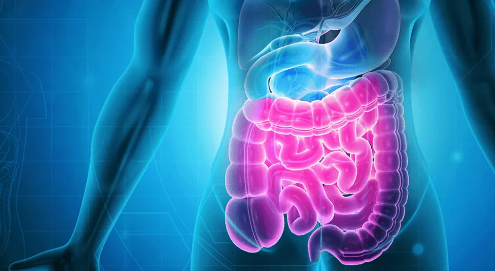 Пищеварительная система 2 - Тонкая и толстая кишка