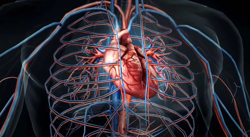 Как бьётся наше сердце?