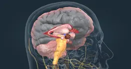 Endocrine system I