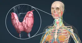 Endocrine system II