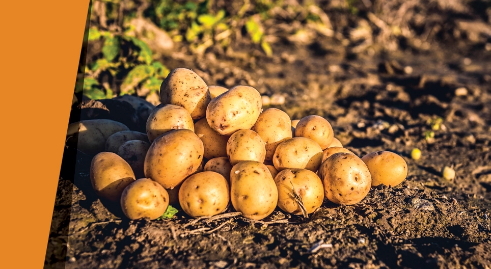 Картофельный оазис